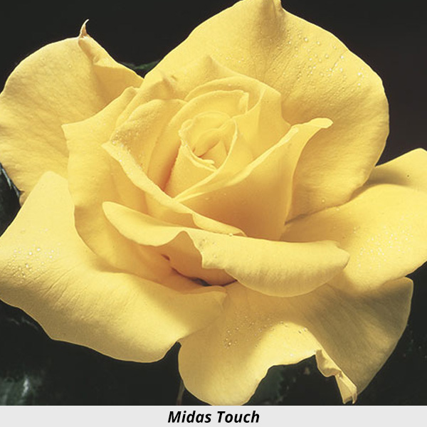 Week's Rose: Midas Touch