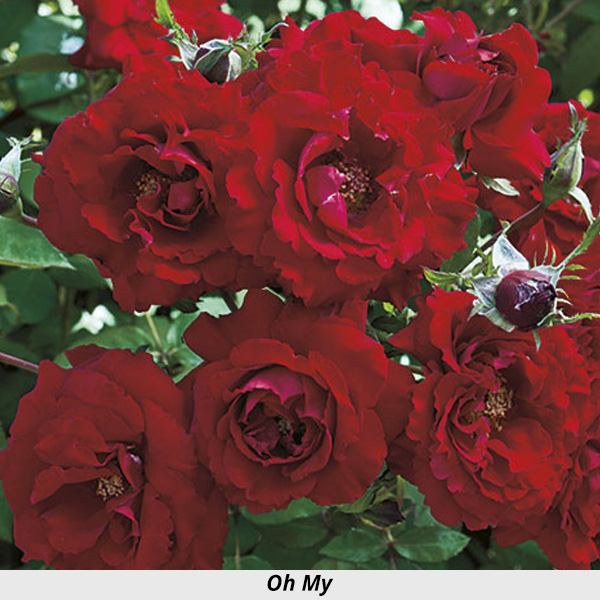 Week's Rose: Oh My