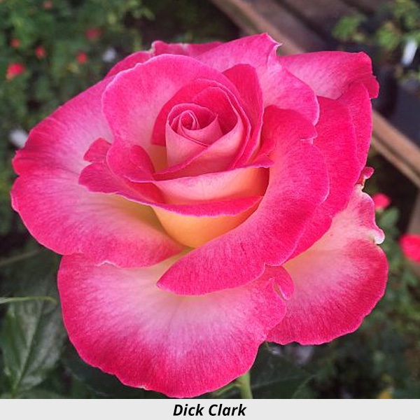 Week's Rose: Dick Clark