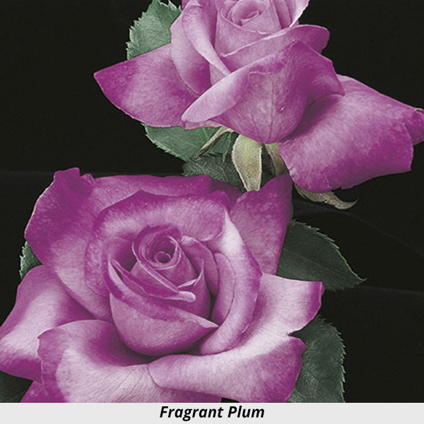 Week's Rose: Fragrant Plum