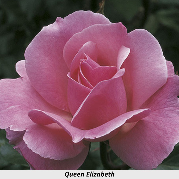 Week's Rose: Queen Elizabeth