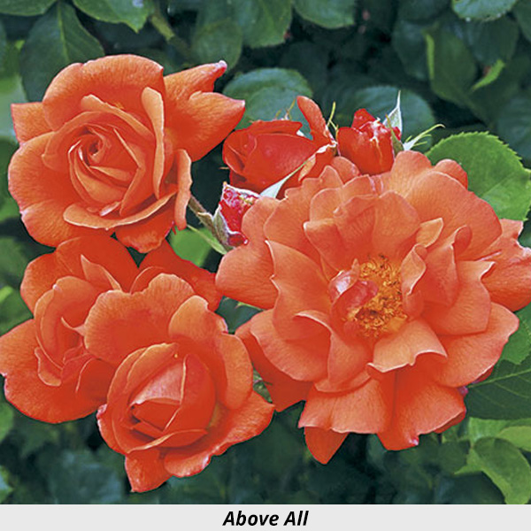 Week's Rose: Above All