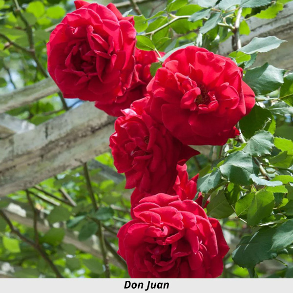 Week's Rose: Don Juan