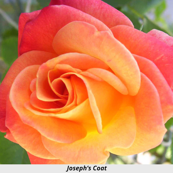 Week's Rose: Joseph's Coat