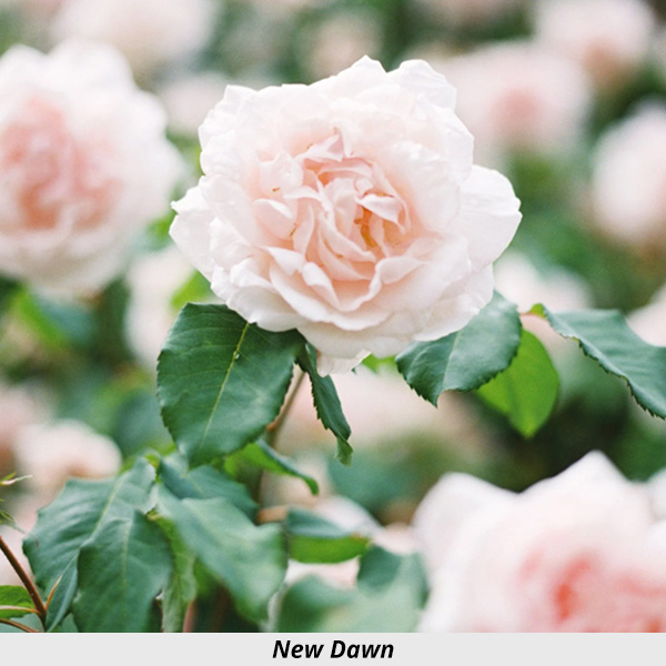 Week's Rose: New Dawn