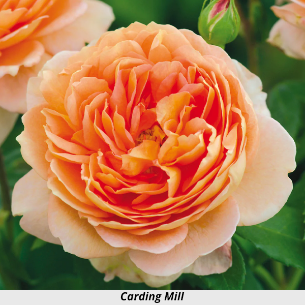 Week's Rose: Carding Mill