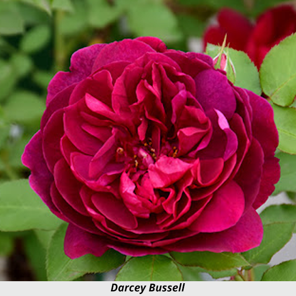 Week's Rose: Darcey Bussell