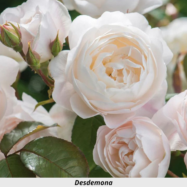 Week's Rose: Desdemona