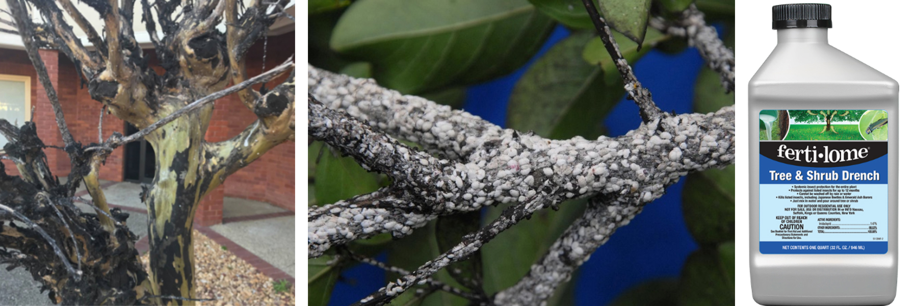 Crape Myrtle Bark Scale