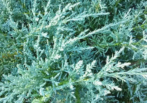 Angelica Blue Juniper