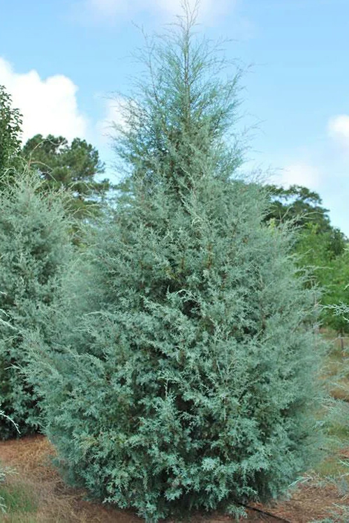 Carolina Sapphire Cypress