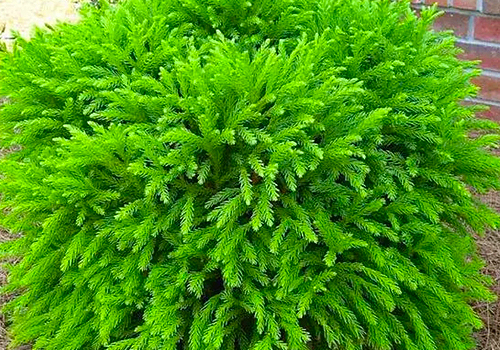 Cyrptomeria