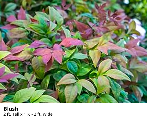 Dwarf Nandina - Blush