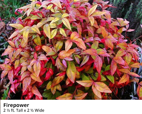 Dwarf Nandina - Fire Power