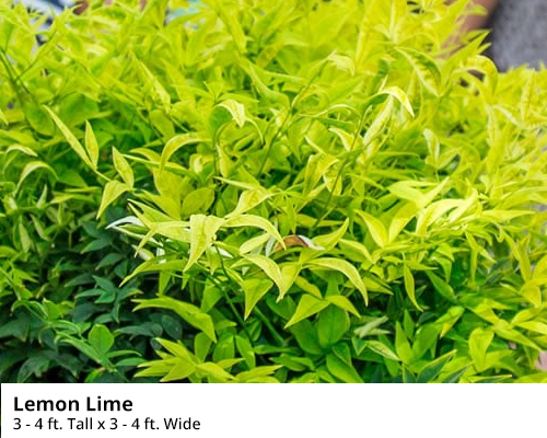 Dwarf Nandina - Lemon Lime