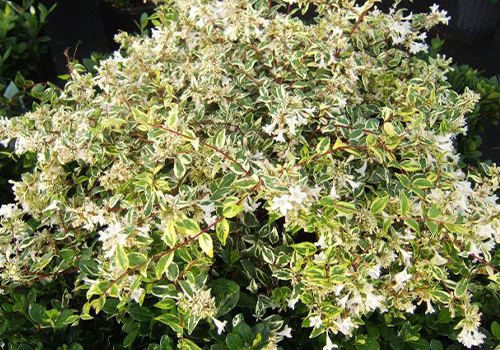 Abelia Radiance