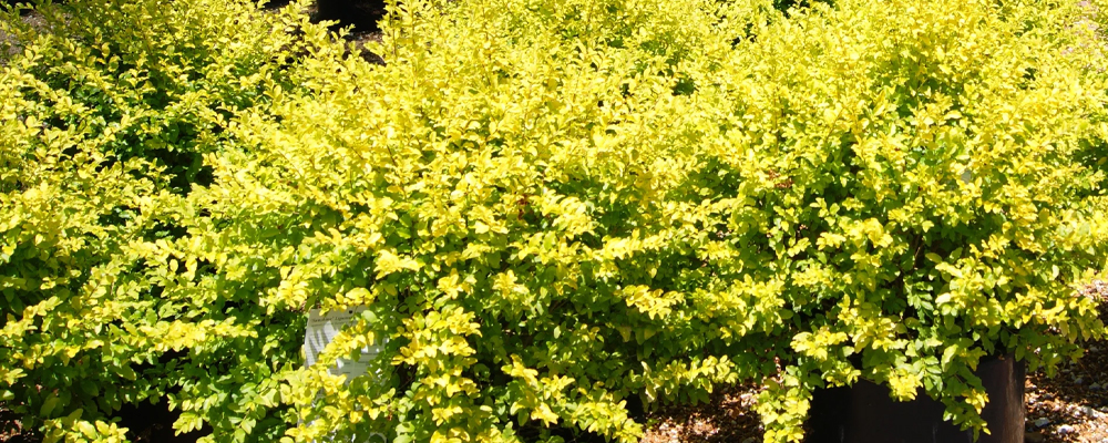 Sunshine Ligustrum