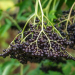 Elderberries