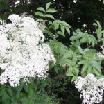 Elderberry Shrub