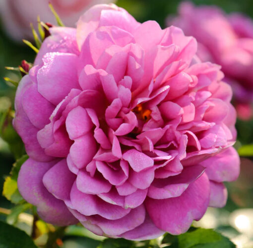 Princess Anne