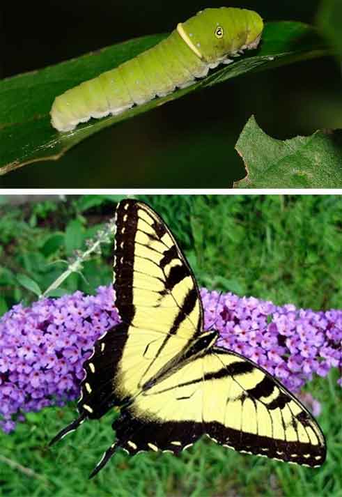 catarpillar friend or foe
