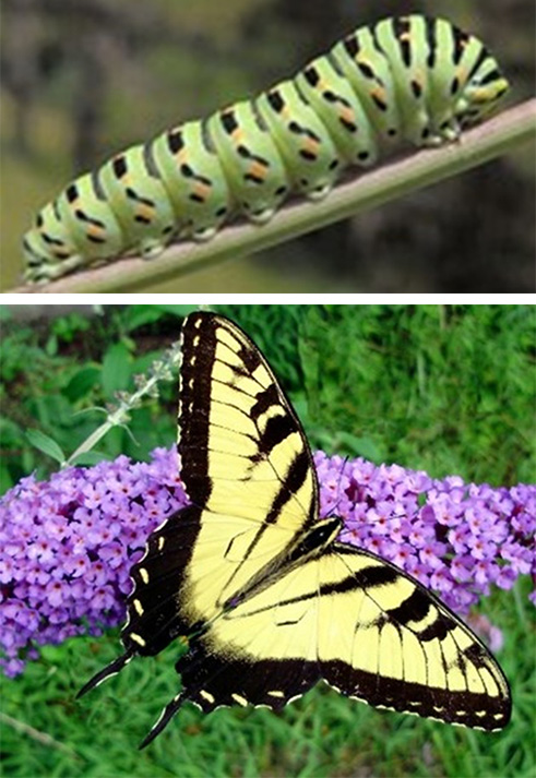 catarpillar friend or foe