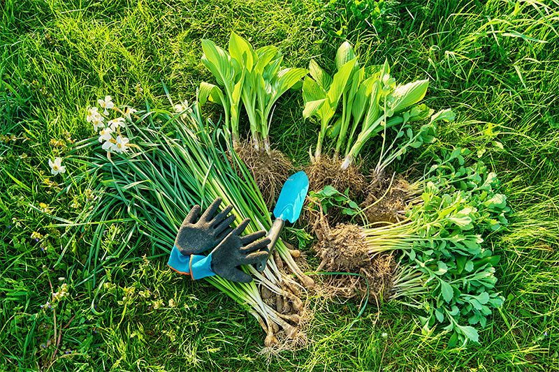 Dividing Perennials