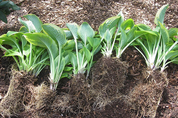 Hostas