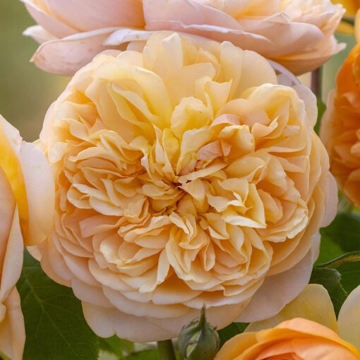 Bring Me Sunshine, David Austin