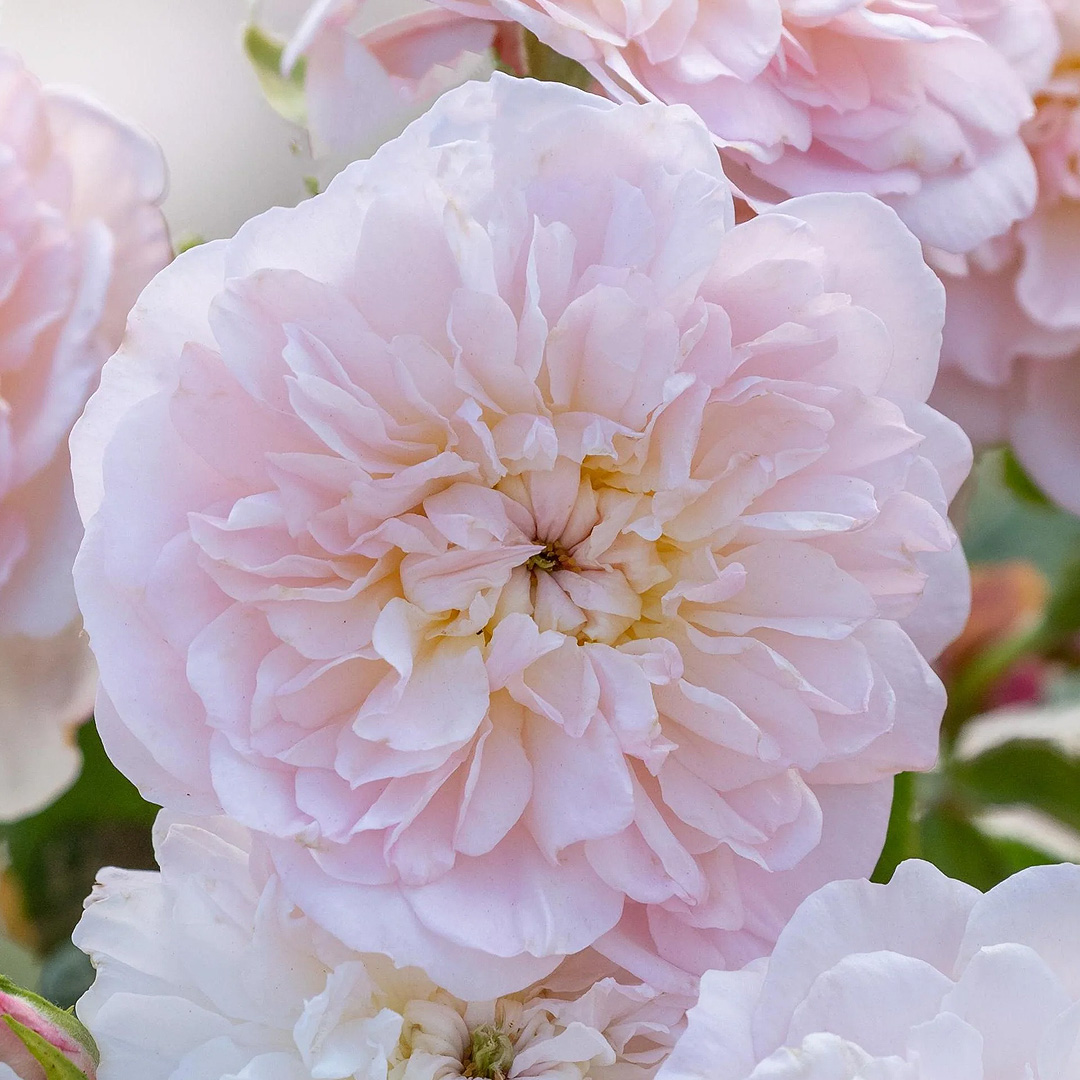 Elizabeth, David Austin
