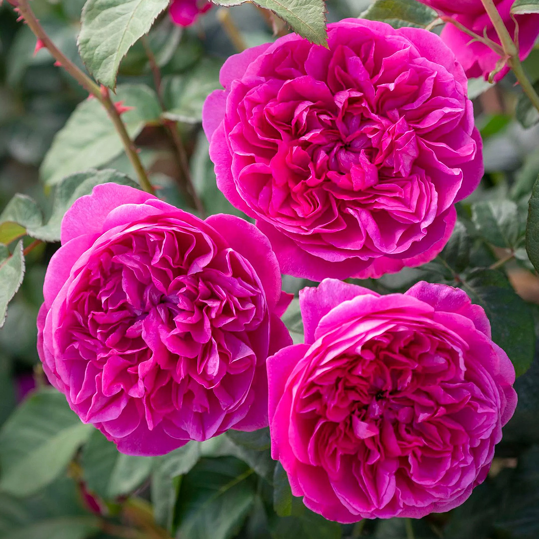 James L. Austin, David Austin