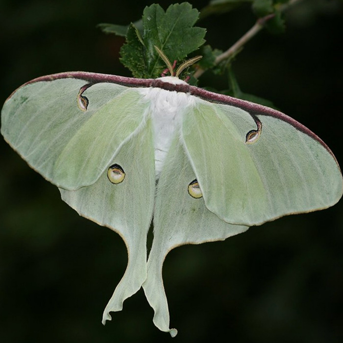 Luna Moth