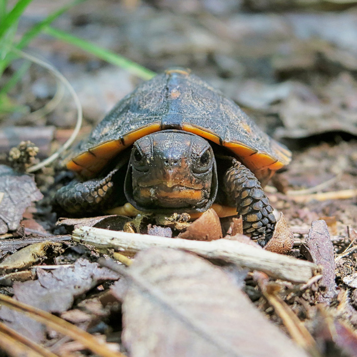 Eastern Box Turtle