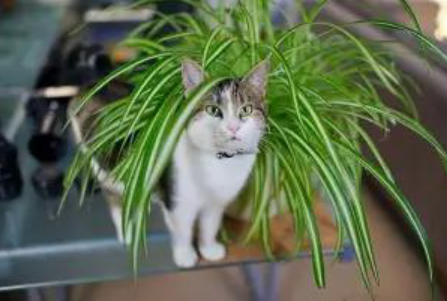 Houseplants, Safe for Pets