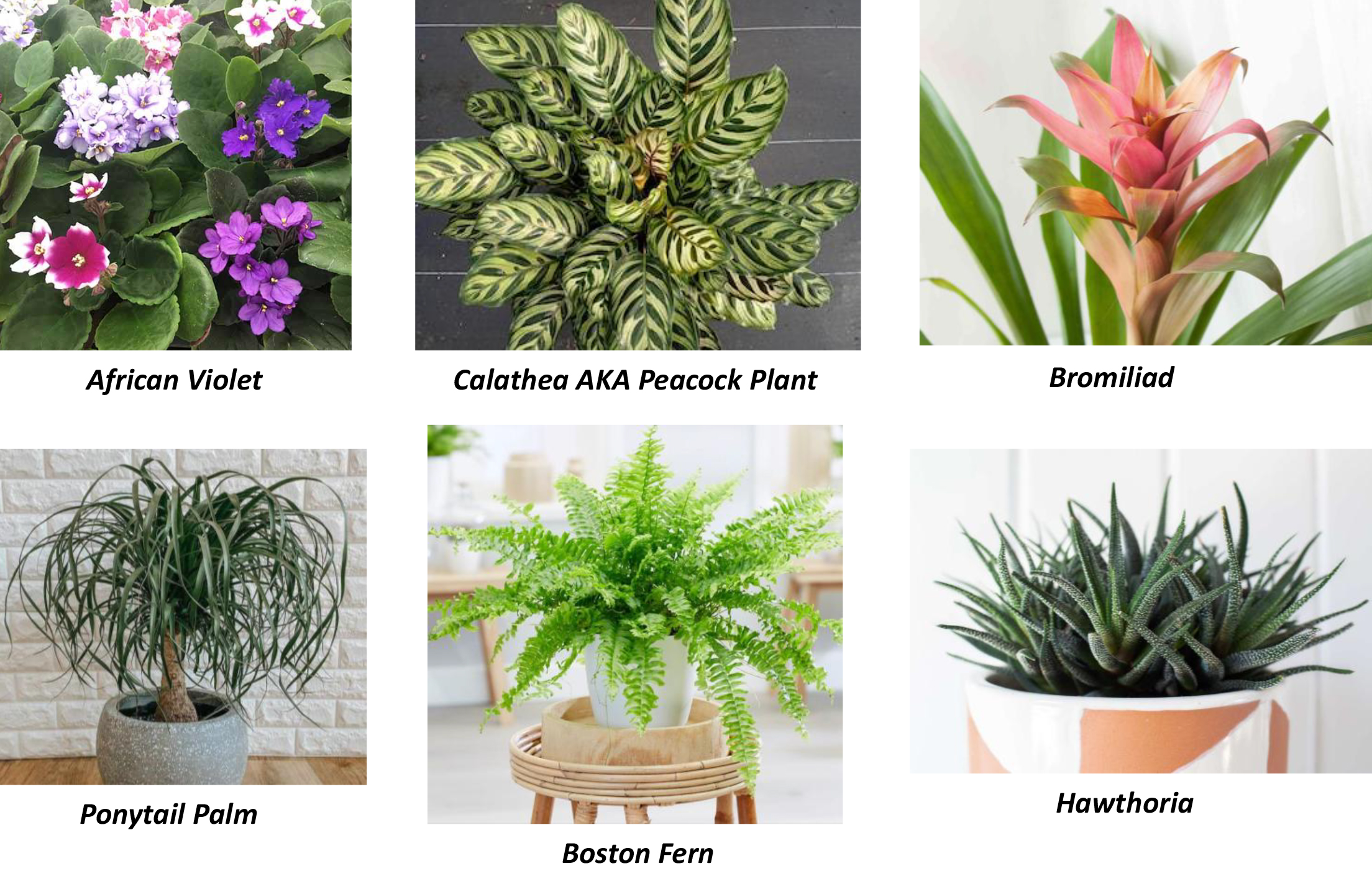 Houseplants, Safe for Pets