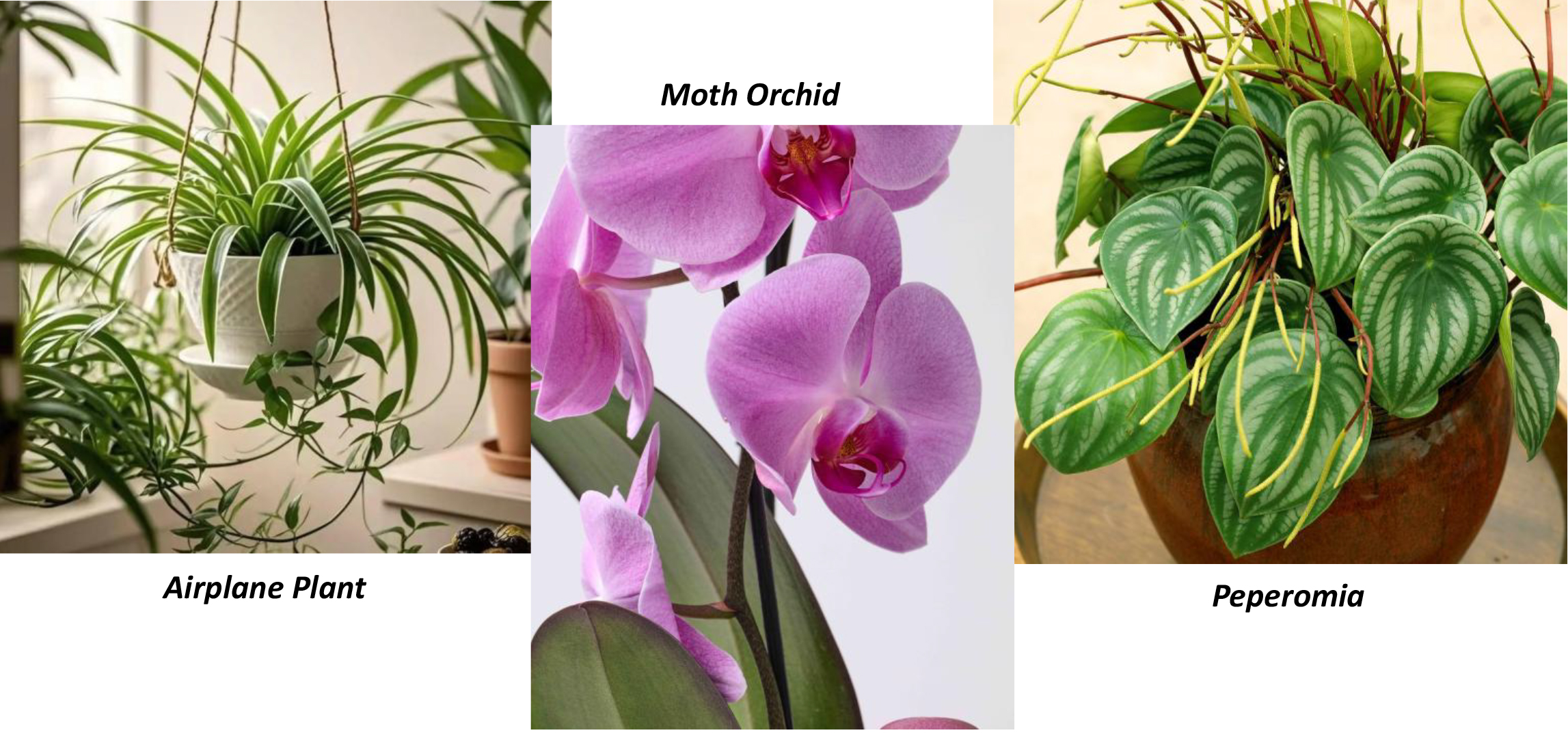 Houseplants, Safe for Pets