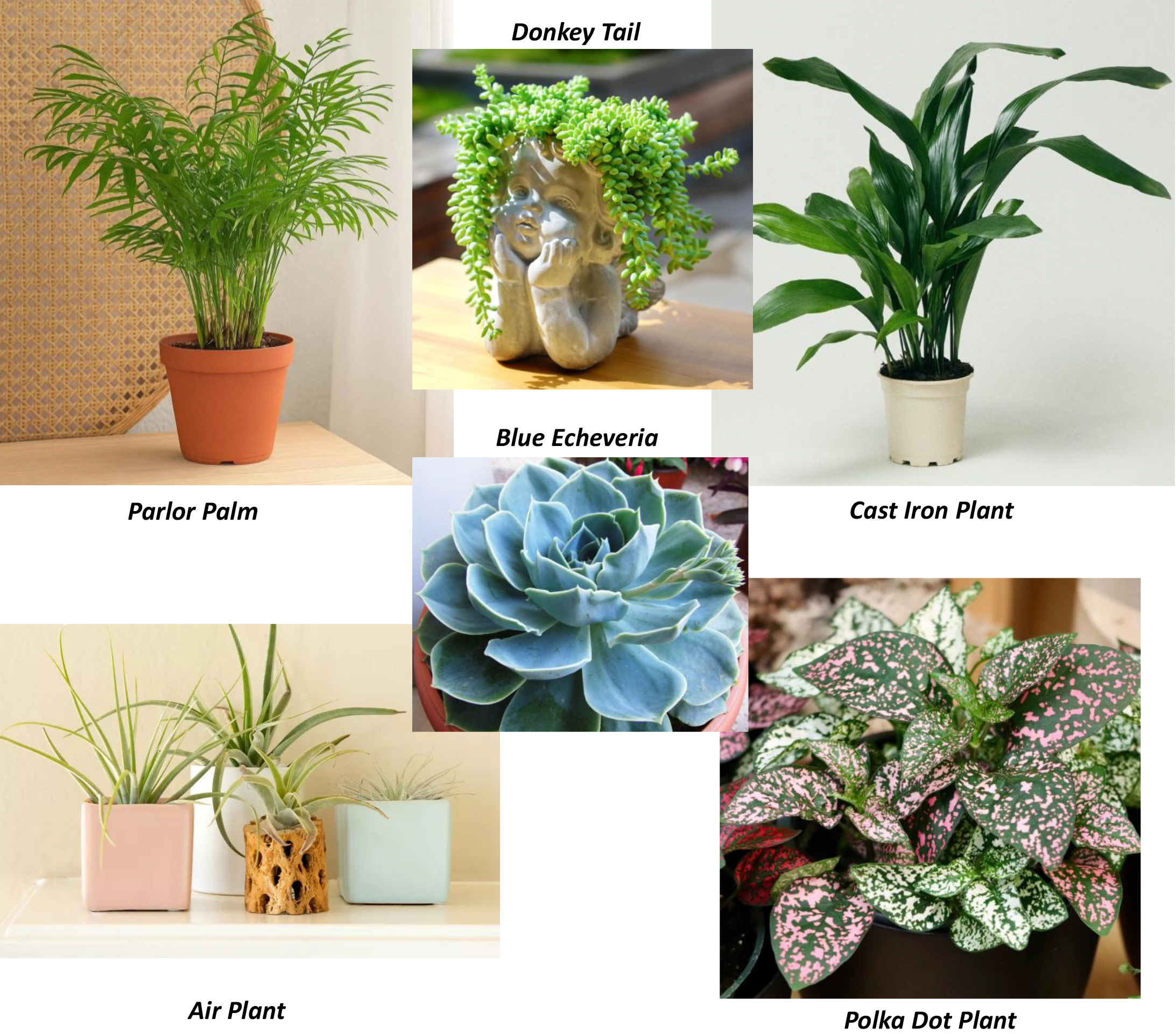 Houseplants, Safe for Pets