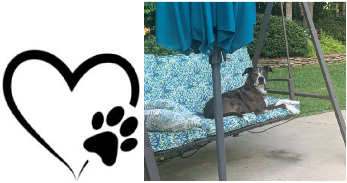 Houseplants, Safe for Pets