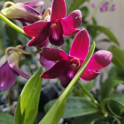 Orchid Workshop with SC Orchid Society